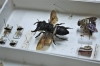 megachile pluto