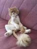 evde kedi besleyenlerin pis insanlar olması / #1106347