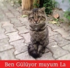 kedi kesenler hayır diyor / #1386016