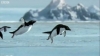 penguenler neden uçamazlar