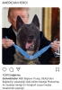 trump ın photoshopla madalya taktığı köpek / #1926505