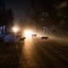 gece sokak köpekleriyle yürümek / #2338398