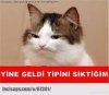 gel pisi pisi diyince siklemeyip giden kedi