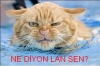 karısına mayo bikini giydiren adam gavattır / #1155621