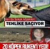 tüm sokak köpekleri tehlikeliymiş algısı yaratmak / #2256899