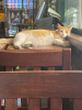 bardaki sarı piç kedi