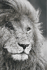 aslan