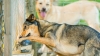 köpeklerin ve kurtların adaletsizliğe isyan etmesi / #2248199