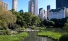 new york central parkta mangal yapmak / #1061562