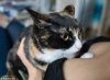 şanslı kediler bazen kedi olmak / #1446534
