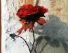 gül / #2425870