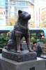 hachiko a dog s story / #1658082