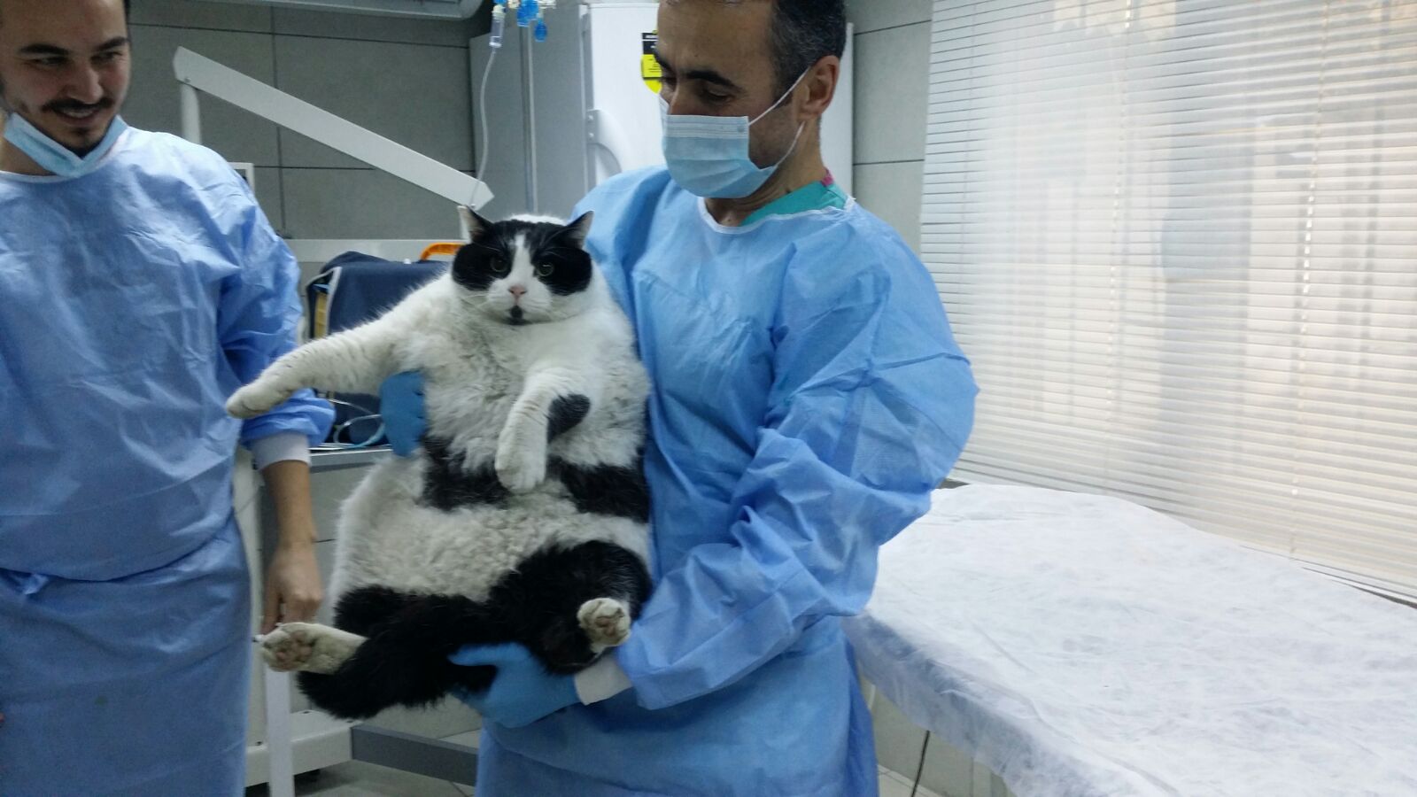 18 kiloluk kedi tombalak uludağ sözlük