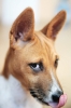 basenji