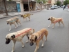 sokak köpekleri üzerinden para kazanmak