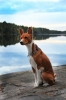 basenji