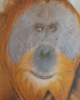 orangutan / #2124804