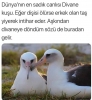 divane kuşu / #1760749