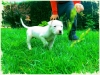 dogo argentino