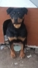 yavru rotweiler / #1808657