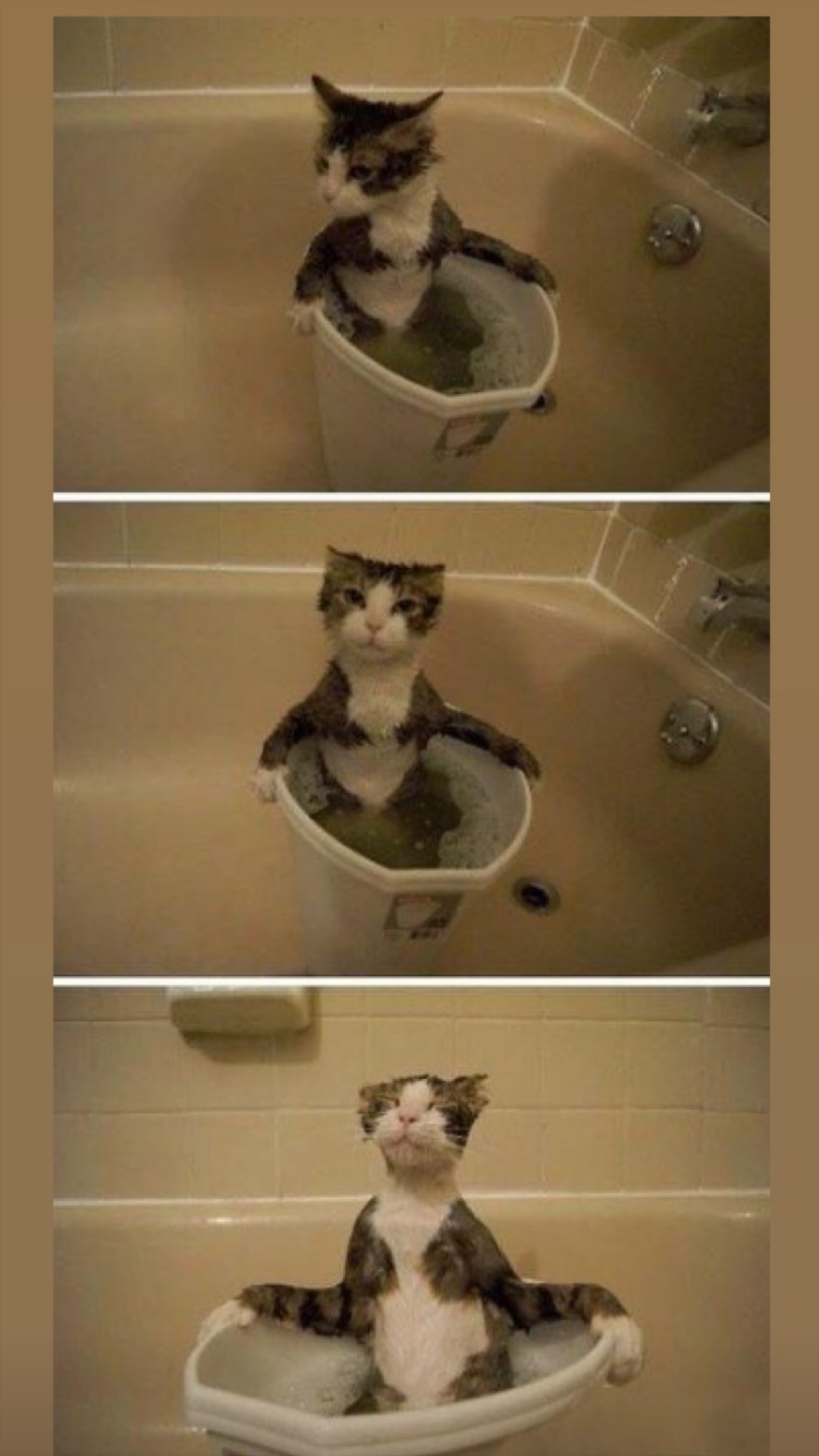 Смешные коты в ванной