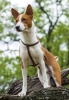 basenji