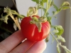 saksıda domates yetiştirmek