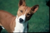 basenji