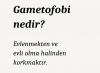 gametofobi / #2243073