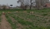 sokak köpeklerinin buzağıyı telef etmesi / #2222853