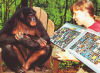 3000 ingilizce kelime ve işaret dili bilen maymun