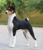 basenji