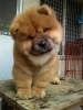 chow chow / #1595334