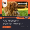 sözlüğün bir numarası olmak