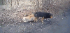 köpek / #1049595