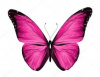 pembe / #2425085