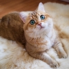 hosico cat