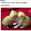 uludağ sözlük teki kız yazarların şişko olması / #2177129