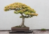 bonsai