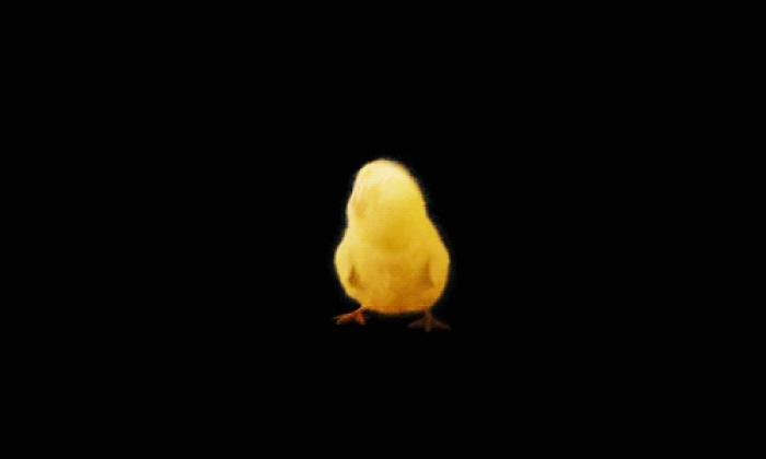 Stripper Chicken Gif