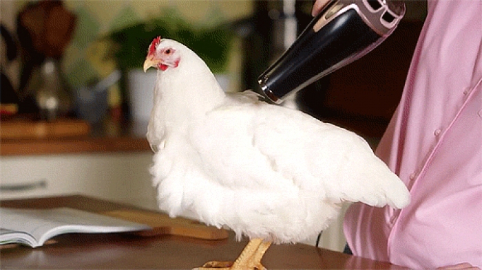 Stripper Chicken Gif